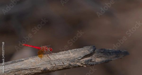 Fototapeta Pygmy percher or Nannodiplax rubra, a tiny dragonfly about 25 mm long with bright red abdomen and transparent wings settled on perch in Kimberley Region Western Australia.