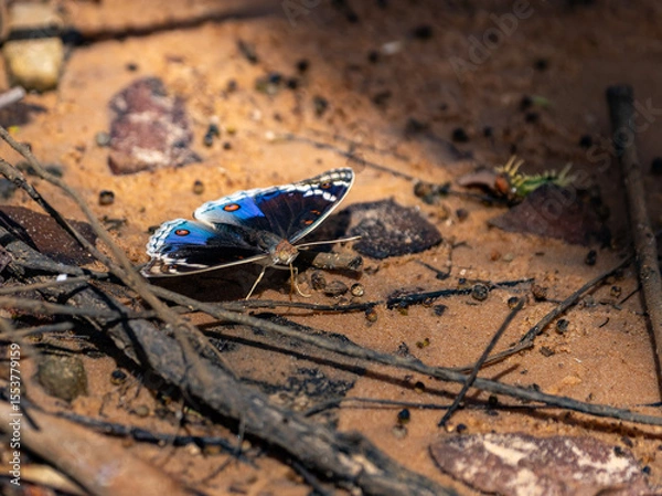 Fototapeta Meadow argus butterfly or Junonia orithya settled on piece of rough ground with colourful wings open