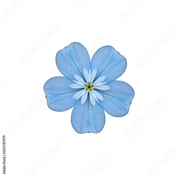 Obraz Gorgeous cluster of delicate light blue forget me not flowers isolated on white background perfect for romantic and spring themed designs