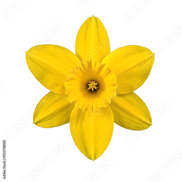 Obraz Vibrant yellow daffodil flower with a striking trumpet shaped center beautifully captured in full bloom and isolated on a clean white background