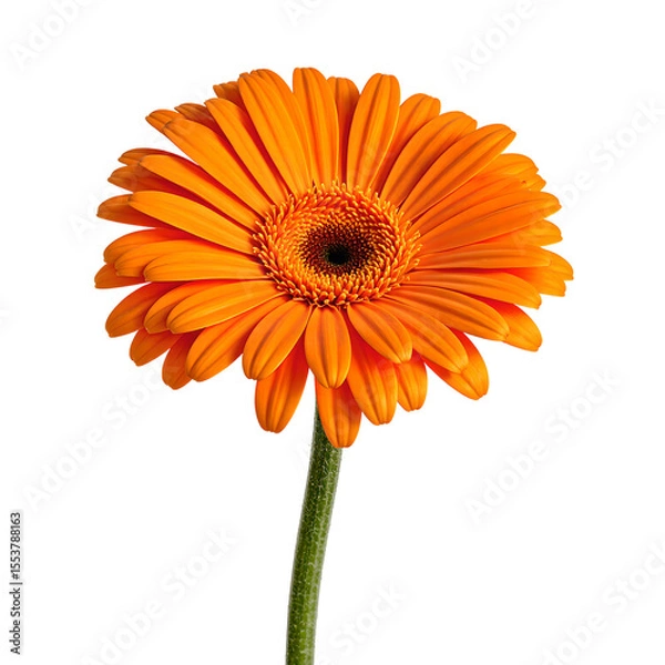 Obraz Vibrant orange gerbera daisy in full bloom showcasing its beauty and elegance against a clean white background