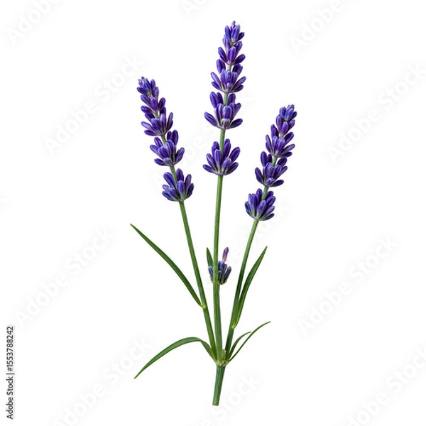 Obraz Close up of fragrant lavender sprigs with small purple buds isolated on a crisp white background Perfect for calming nature themed designs