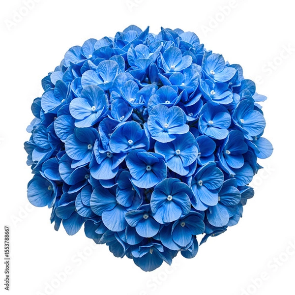 Obraz Vibrant blue hydrangea flower in full bloom with intricate clusters prominently centered and against a white background