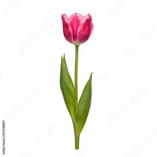 Obraz Vibrant pink tulip with lush green stem and leaves freshly cut and centered on a crisp white backdrop Perfect for spring concepts