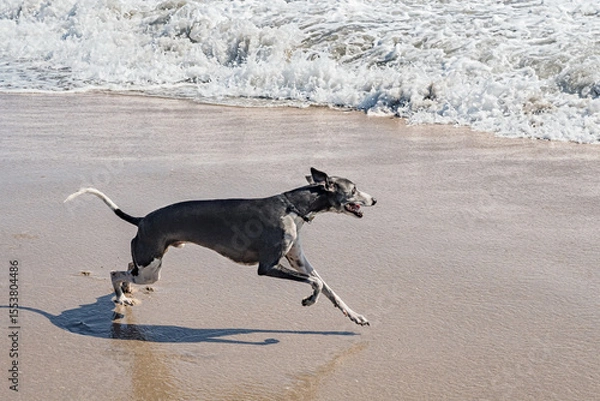 Fototapeta Whippet dog breed running in the ocean.
Medium Greyhound enjoying the beach full of energy and swiftness.