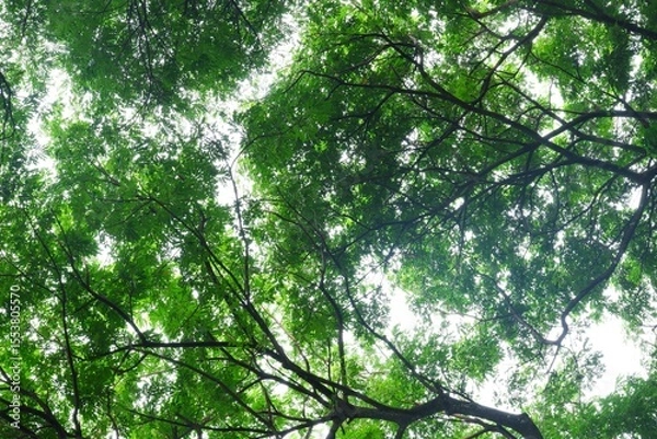 Obraz A large tropical trees with leaves branches top view with green leaf color 