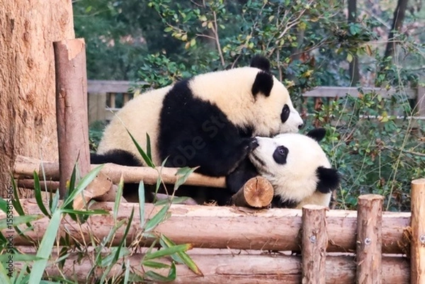 Fototapeta Two giant pandas playfully interacting on a wooden platform at the Chengdu Panda Research Base, a renowned conservation center in Sichuan, China.