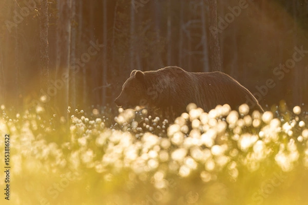 Obraz A bear’s journey through a sea of cottongrass at contra-light