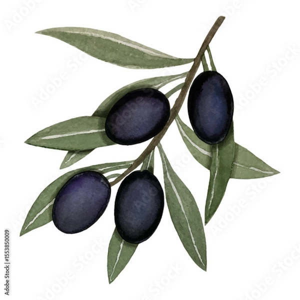 Fototapeta Black olives, watercolor illustration, branch of olives isolated on white background. Watercolor - vector 20.