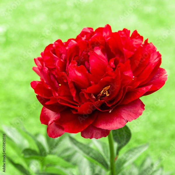 Fototapeta Square botanical closeup of red Buckeye Belle peony in full bloom, soft green blurred background, vivid petals, garden flower portrait, perfect for packaging, branding, seasonal greeting design