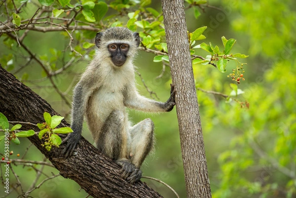 Obraz A curious vervet monkey in a tree
