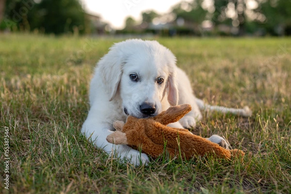 Fototapeta Un jeune chiot blanc de race golden retriever dans la nature avec sa peluche