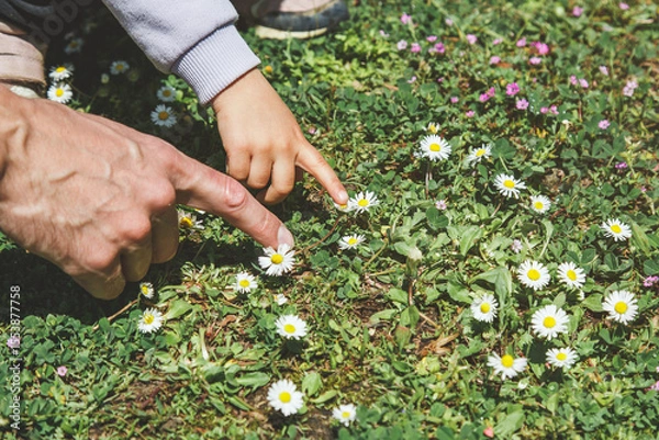 Fototapeta Adult and child hands pointing at daisies in green grass on sunny day, concept of childhood exploration and nature learning