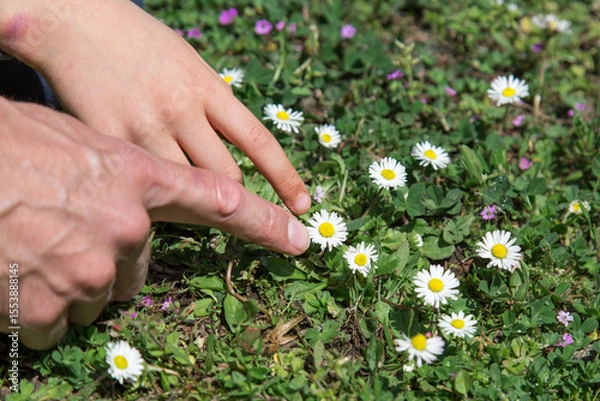 Fototapeta Close-up of adult and child hands pointing at daisies in green grass on a sunny day, concept of learning in nature, theme of childhood, connection, curiosity