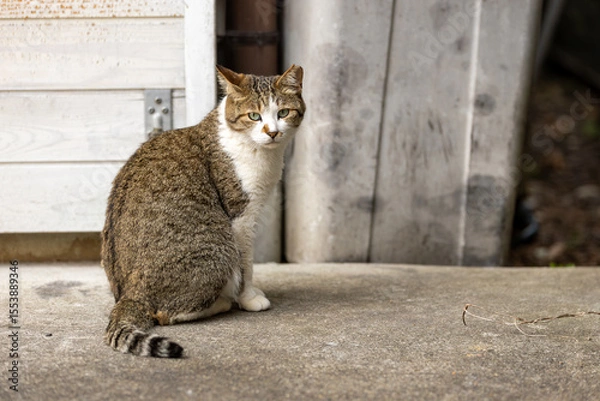 Fototapeta 野良猫
