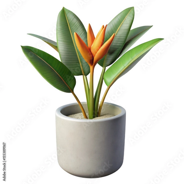 Fototapeta Vibrant orange bird of paradise flower in a modern pot isolated on transparent background
