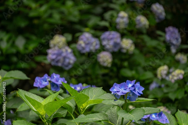 Obraz 満開の青いガクアジサイ