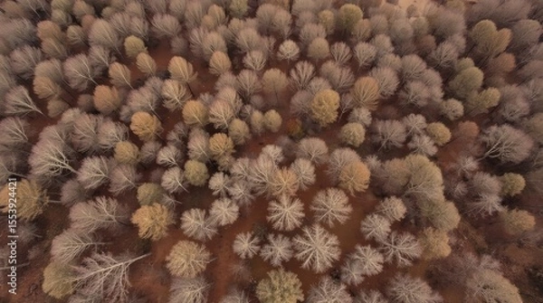 Fototapeta Aerial View of Winter Forest: A breathtaking aerial shot captures a dense forest in winter, showcasing the muted tones of leafless trees against a reddish-brown forest floor.