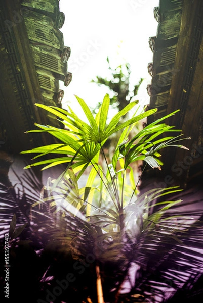 Obraz Tropical Palm Leaves Framed by Traditional Wooden Architecture