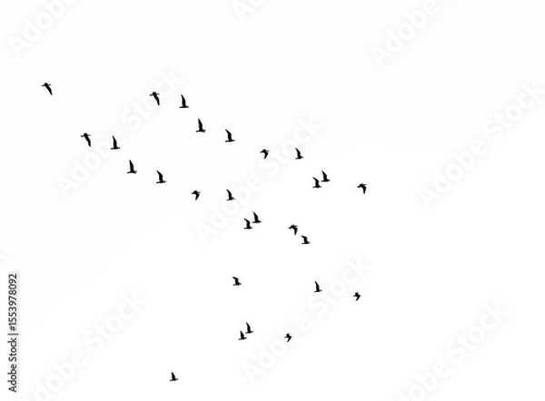 Obraz Set of seagulls flying isolated on  white background. black silhouettes of Birds collection. Group of seagulls. flocks of Birds flying in white heaven sky . sea gull