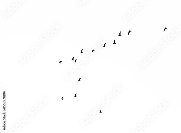 Obraz Set of seagulls flying isolated on  white background. black silhouettes of Birds collection. Group of seagulls. flocks of Birds flying in white heaven sky . sea gull