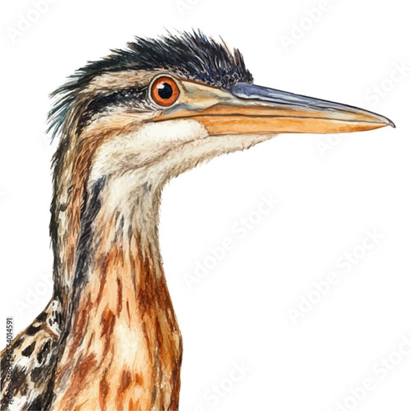 Fototapeta Bittern Close Up, watercolor illustration vector, isolated on a white background.