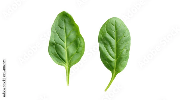 Obraz Two fresh green spinach leaves isolated on a transparent background isolated on transparent background