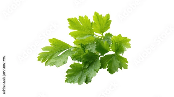 Obraz Fresh green parsley leaves isolated on transparent background