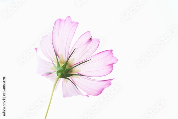 Fototapeta コスモス