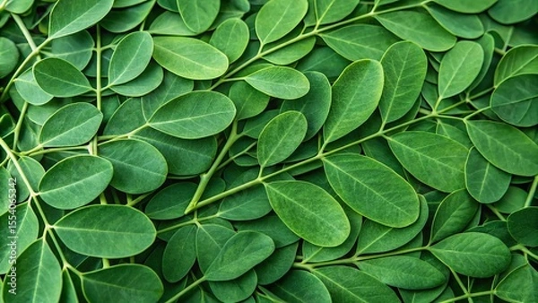 Obraz Green moringa leaves background. Suitable for marketing or business purposes. Panoramic banner with place for text