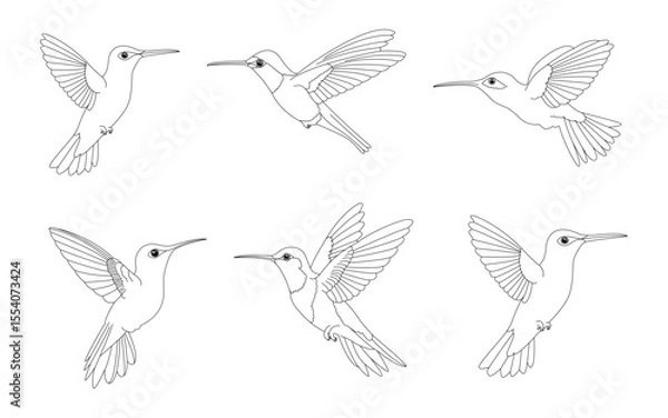 Fototapeta Set of line drawings of hummingbirds in different flight poses. Vector illustration.