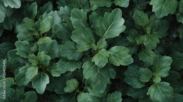 Fototapeta Dense foliage close-up displaying intricate leaf venation and shades of green