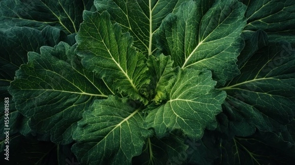 Fototapeta Captivating close-up of vibrant green cabbage leaves, showcasing texture and details