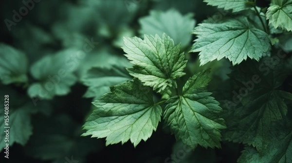 Fototapeta Lush green foliage displaying intricate textures and subtle color variations