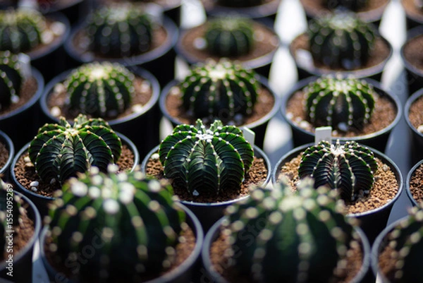 Obraz Gymnocalycium LB 2178 cactus close up