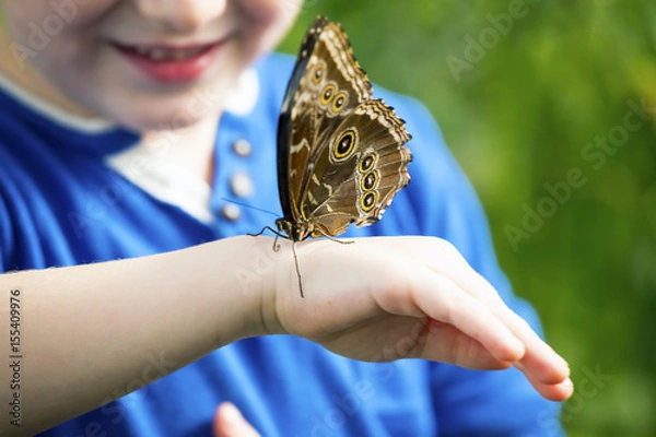 Fototapeta  Morpho butterfly on a hand