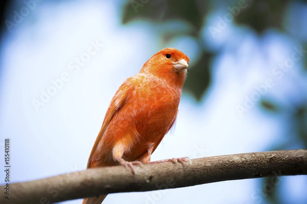 Obraz Red canary on its perch in front