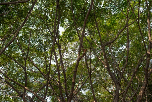 Fototapeta Tree branches in the forest. Nature background. View from below.