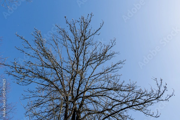 Fototapeta Bare branches of a tree without leaves with background of blue sky. Nature landscape spring concept