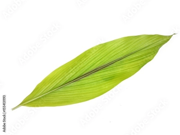 Fototapeta Turmeric leaf isolated on white background 
