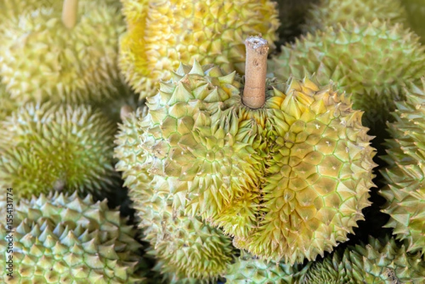 Fototapeta durian, a large pile of durian, fresh durians stacked together, durian tropical fruit market concept, seasonal produce, agriculture, and export product of asia
