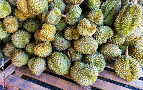Fototapeta durian, a large pile of durian, fresh durians stacked together, durian tropical fruit market concept, seasonal produce, agriculture, and export product of asia