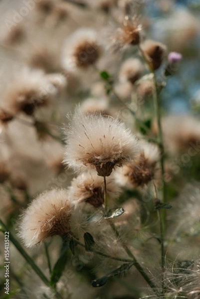Obraz dandelion seed head