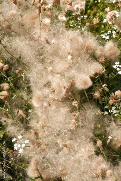 Obraz moss on the stone