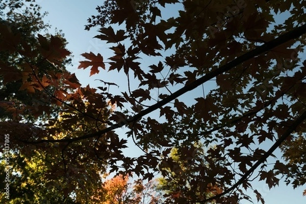 Fototapeta Branch of maple leaves in autumn