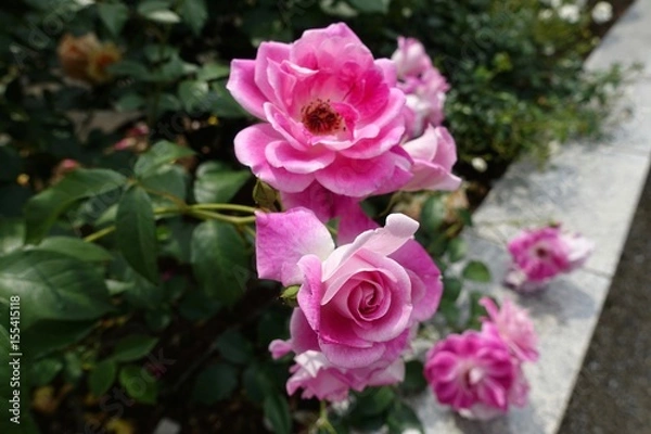 Fototapeta 五月のバラ