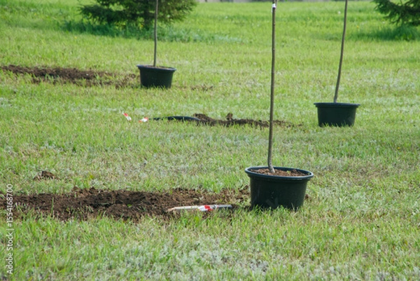 Obraz Young tree saplings in black plastic pots arranged on a lush green lawn ready for planting in a city park, illustrating urban greening efforts. Photo