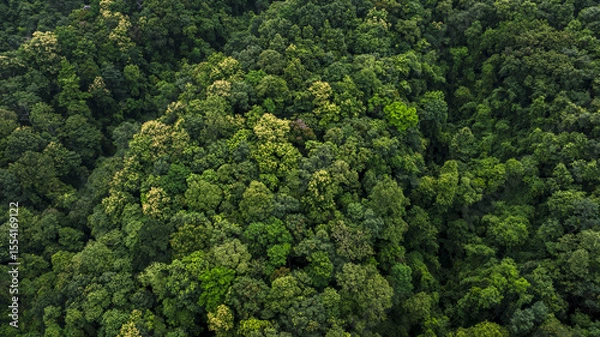 Obraz Forest and tree landscape texture abstract background, Ecosystem and healthy ecology environment concepts.
