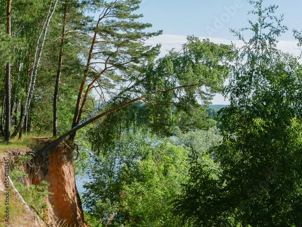 Fototapeta Simple forest landscape with a fallen tree.