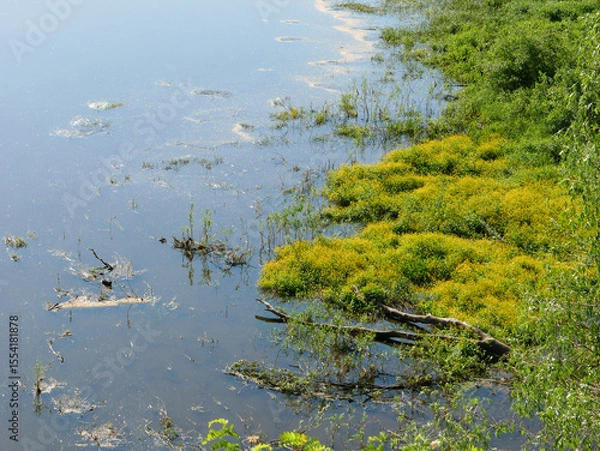 Fototapeta A fragment of marshy terrain near the river.
